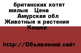  британских котят милые › Цена ­ 3 000 - Амурская обл. Животные и растения » Кошки   